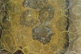 Polished Fossil Coral (Actinocyathus) - Morocco #100662-1